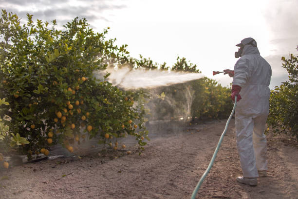 Wasp Removal Services in Merrill, IA